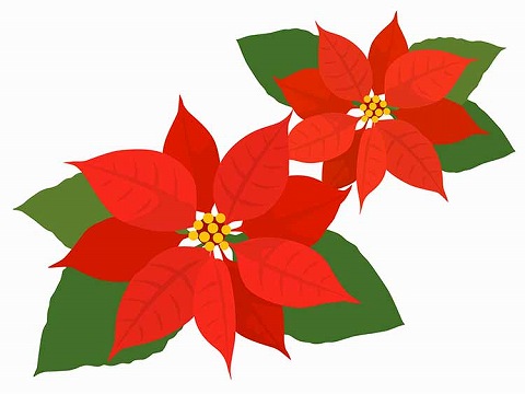 ポインセチア