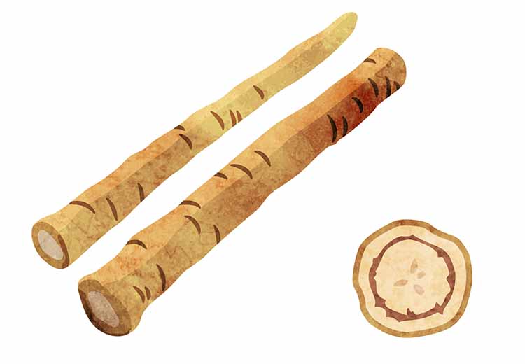 「ごぼう（牛旁）」の知っておきたい！栄養と調理・保存のコツ【食育コラム】