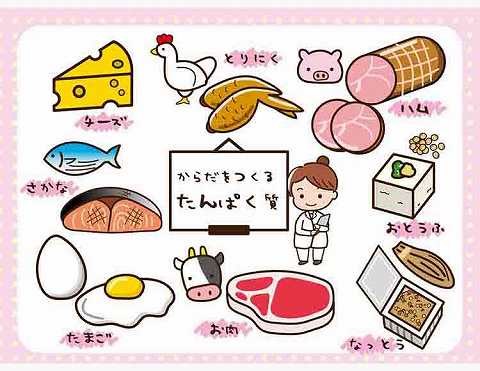 【たんぱく質】は、「筋肉」や「血液」など あらゆるからだの組織の材料となる栄養素？【食育コラム】