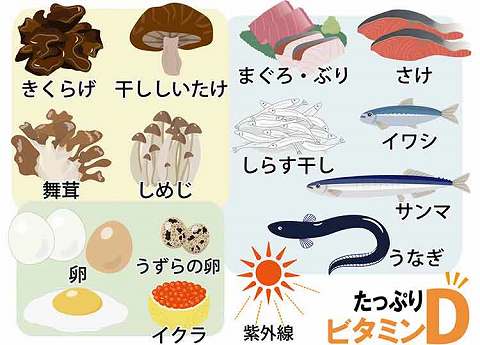 ビタミンD｜【ビタミン】の働きって？上手な摂り方を知って、日々の体調管理に活かそう！【食育コラム】