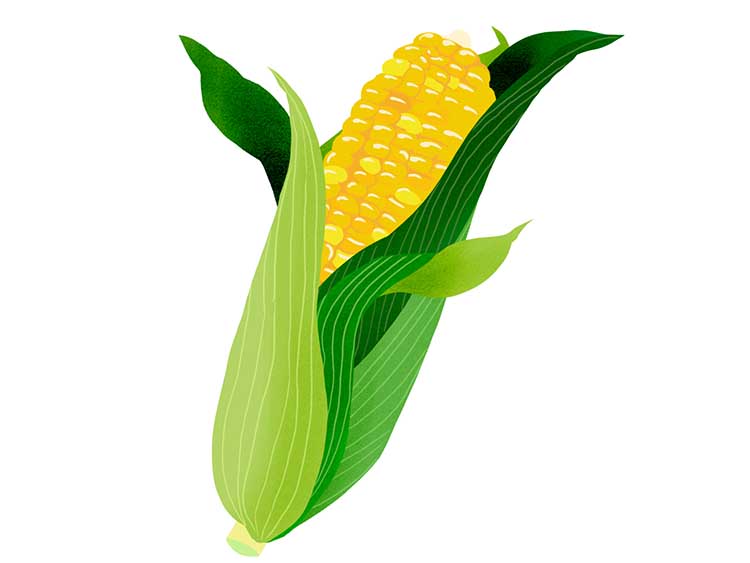 「とうもろこし（玉蜀黍）」の知っておきたい！栄養と調理・保存のコツ【食育コラム】