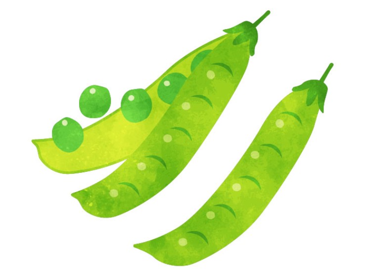「えんどう豆」の こどもに話したい！栄養と調理・保存のコツ【食育コラム】