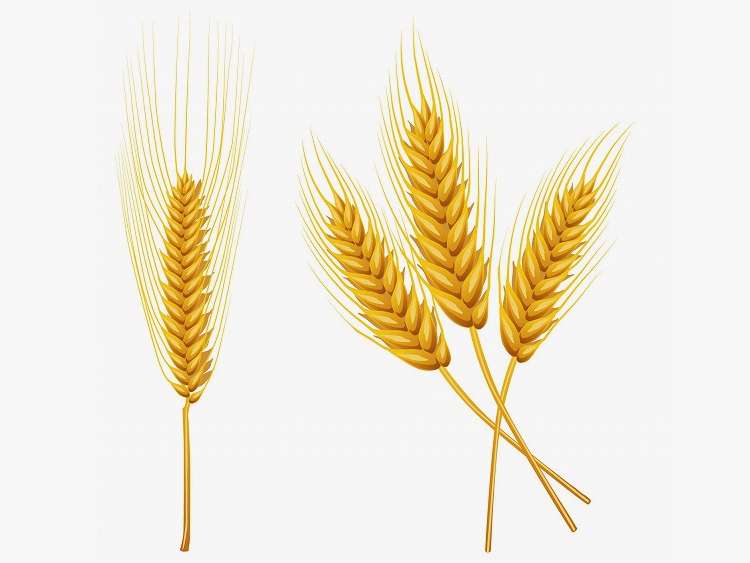 「こむぎ（小麦）」の こどもに話したい！栄養と調理・保存のコツ【食育コラム】