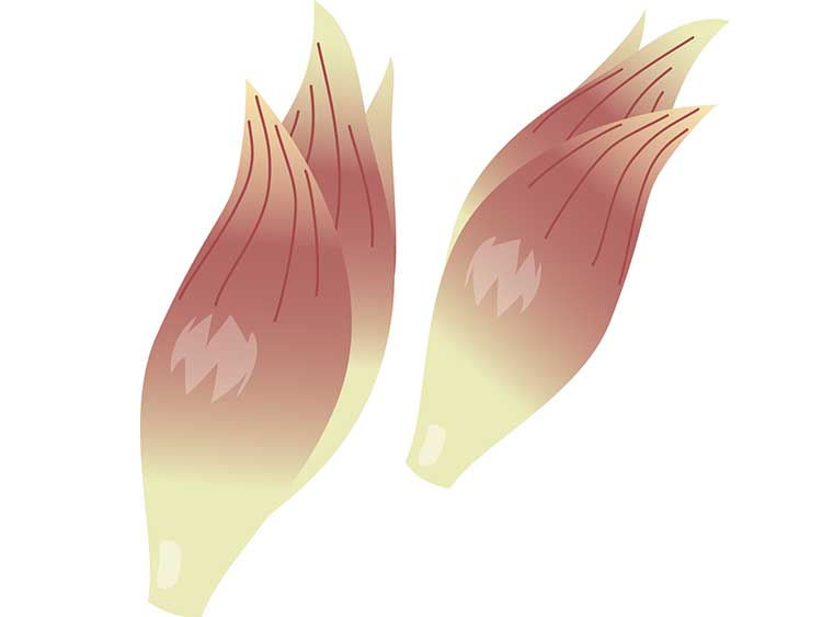 「みょうが（茗荷）」の知っておきたい！栄養と調理・保存のコツ【食育コラム】