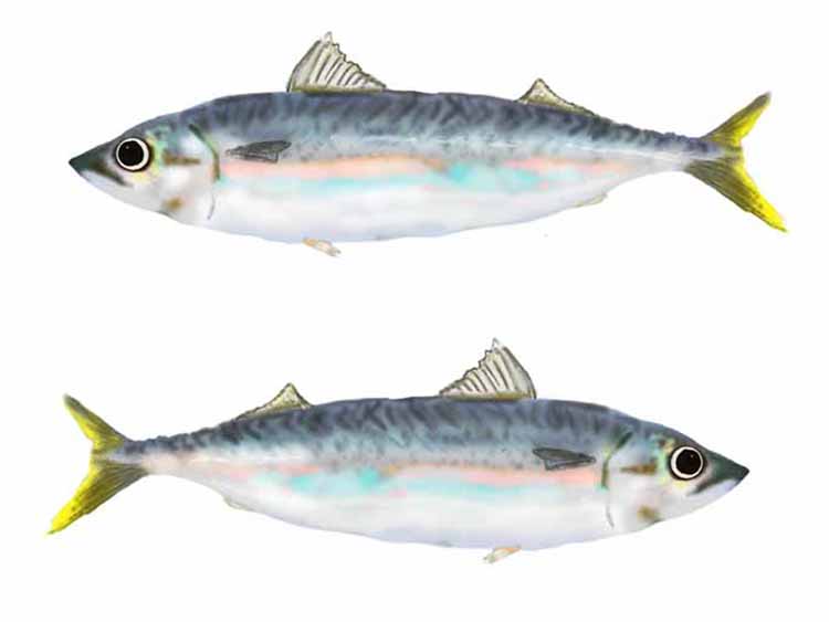 「サバ（鯖）」の知っておきたい！栄養と調理・保存のコツ【食育コラム】