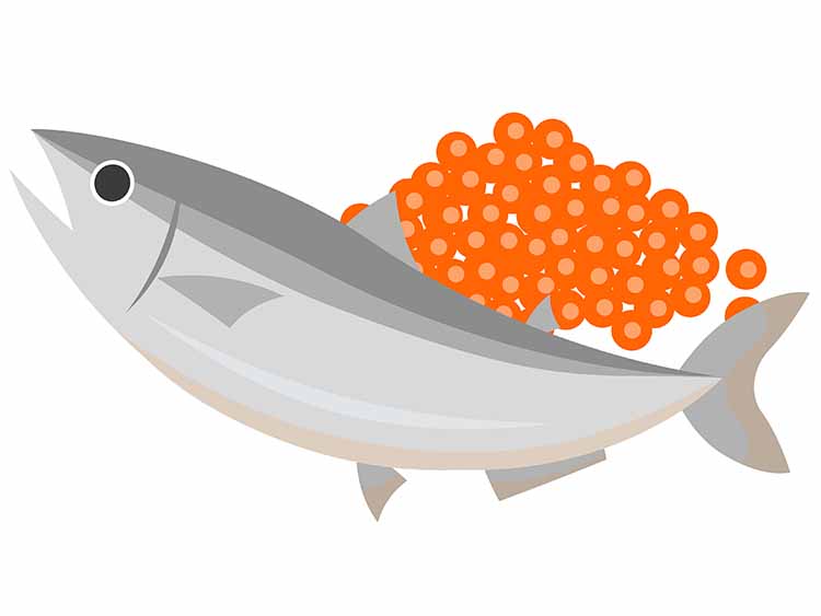 「サケ（鮭）」の こどもに話したい！栄養と調理・保存のコツ【食育コラム】