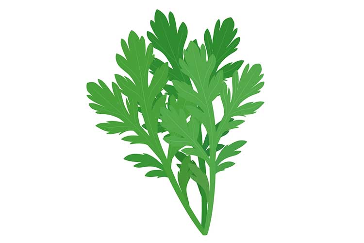 「しゅんぎく（春菊）」の知っておきたい！栄養と調理・保存のコツ【食育コラム】