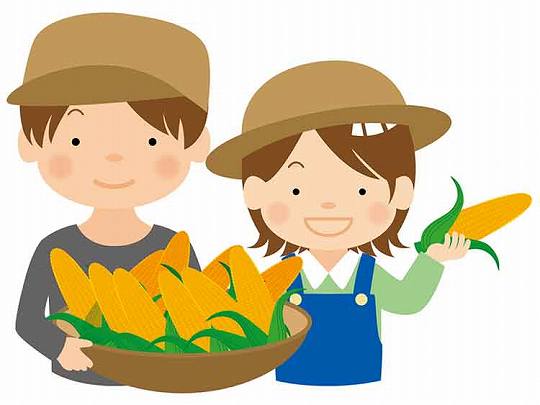 「とうもろこし（玉蜀黍）」の知っておきたい！栄養と調理・保存のコツ【食育コラム】