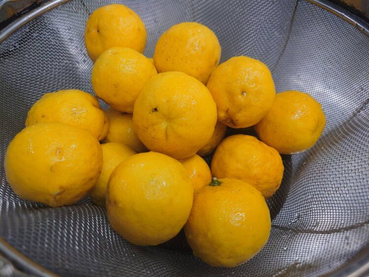 園庭で採れた「夏みかん」でジャムづくり　委託給食・自園給食