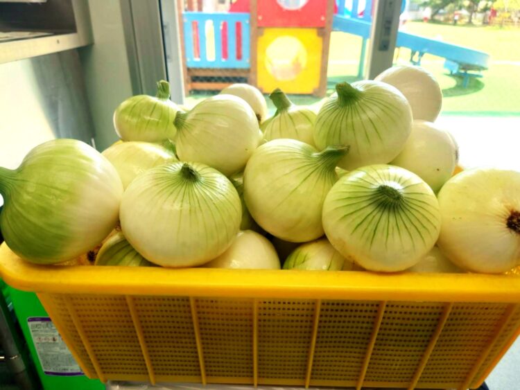 【旬を味わう給食】園で収穫！「新玉ねぎとベーコンのソテー」