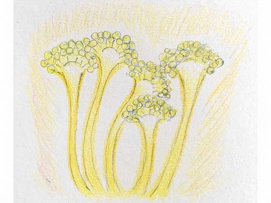 麹菌は「国菌（こっきん）」