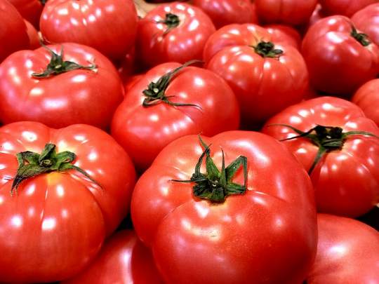 トマト｜野菜って、「仲間分け」できるって知ってる？ 〜食べる前に、まずは“話して楽しむ”野菜のおはなし（野菜の区分について）〜【お家で食育コラム vol.12】