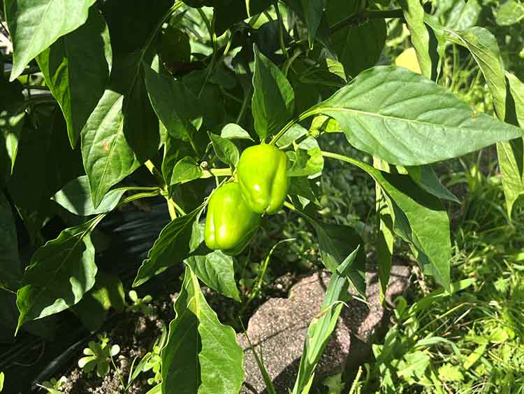 園庭で育てているピーマン