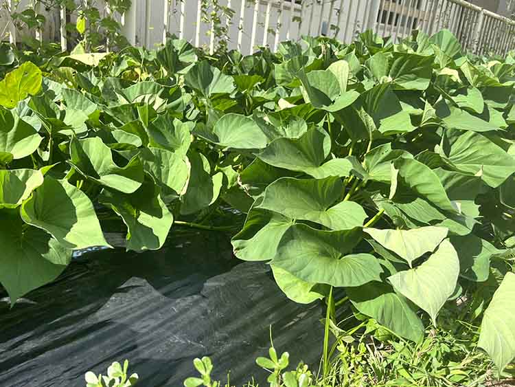 園庭で育てているさつまいも